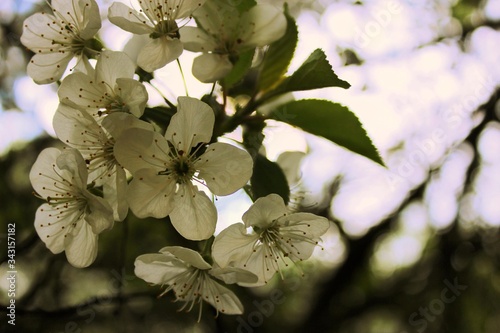 flowers on tree