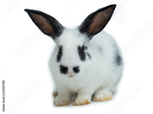 Cute white and black rabbit on white background