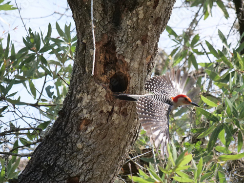 Red-bellied Woodpecker