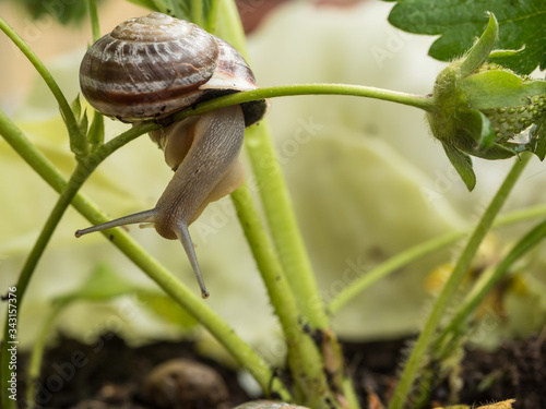 Snail in a strawberry plant