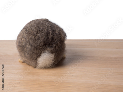 Fototapeta Naklejka Na Ścianę i Meble -  Rear view of grey rabbit with white tail on the wooden surface and white background with copy space.