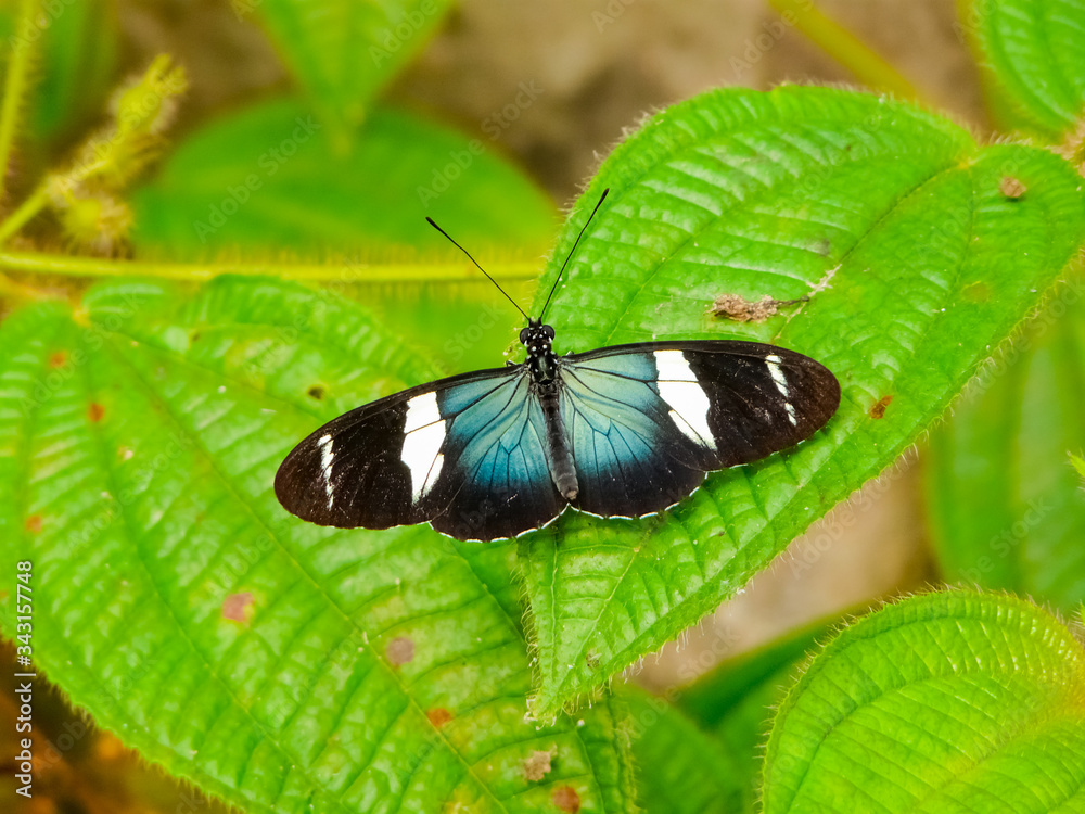 Butterfly native to the tropical rainforest of Costa Rica Butterfly native to the tropical rainforest of Costa Rica