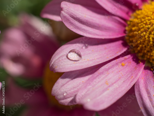 Water drops on daisy petals