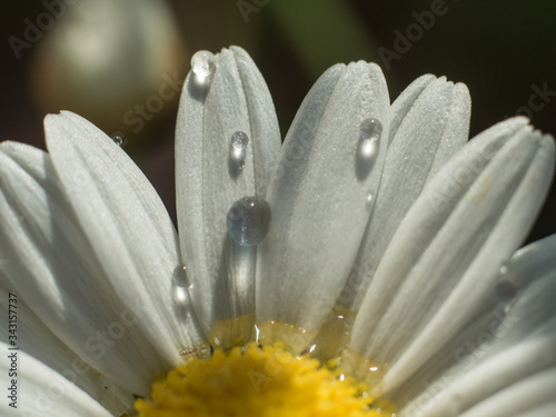Water drops on daisy petals