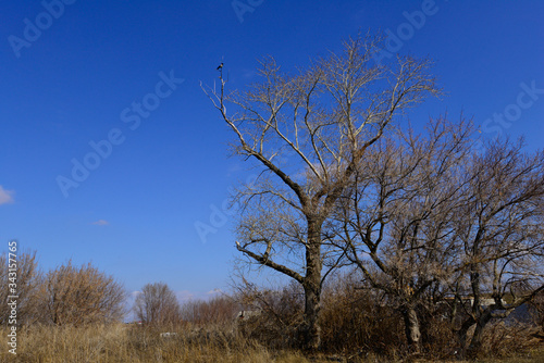 Magpie sits on top of a lonely tree
