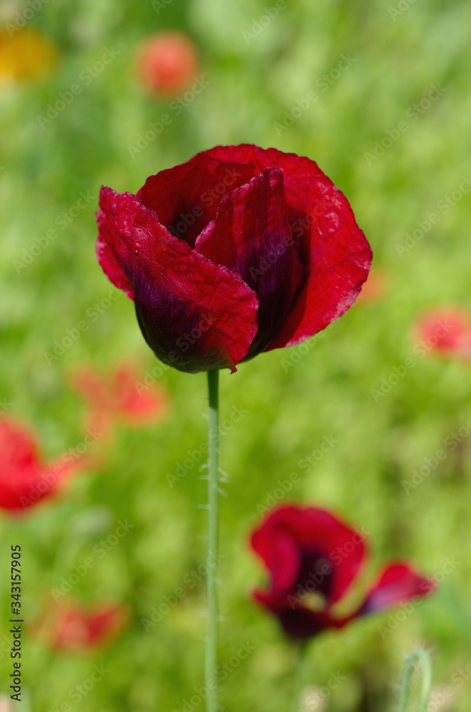 Obraz premium Dark red blooming poppy in the summer garden