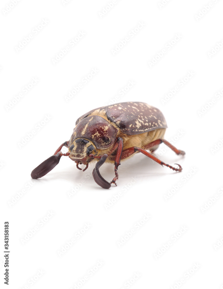 Brown beetle with white spots. Brown beetle with white spots.