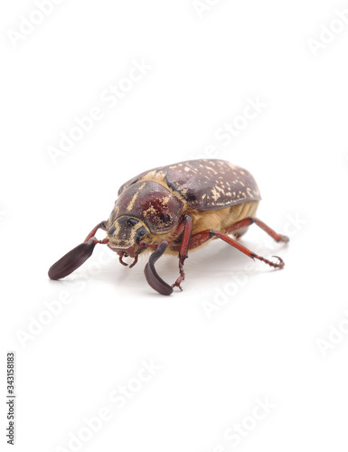 Brown beetle with white spots.