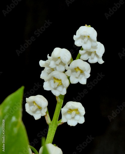 beautiful Lily of the valley