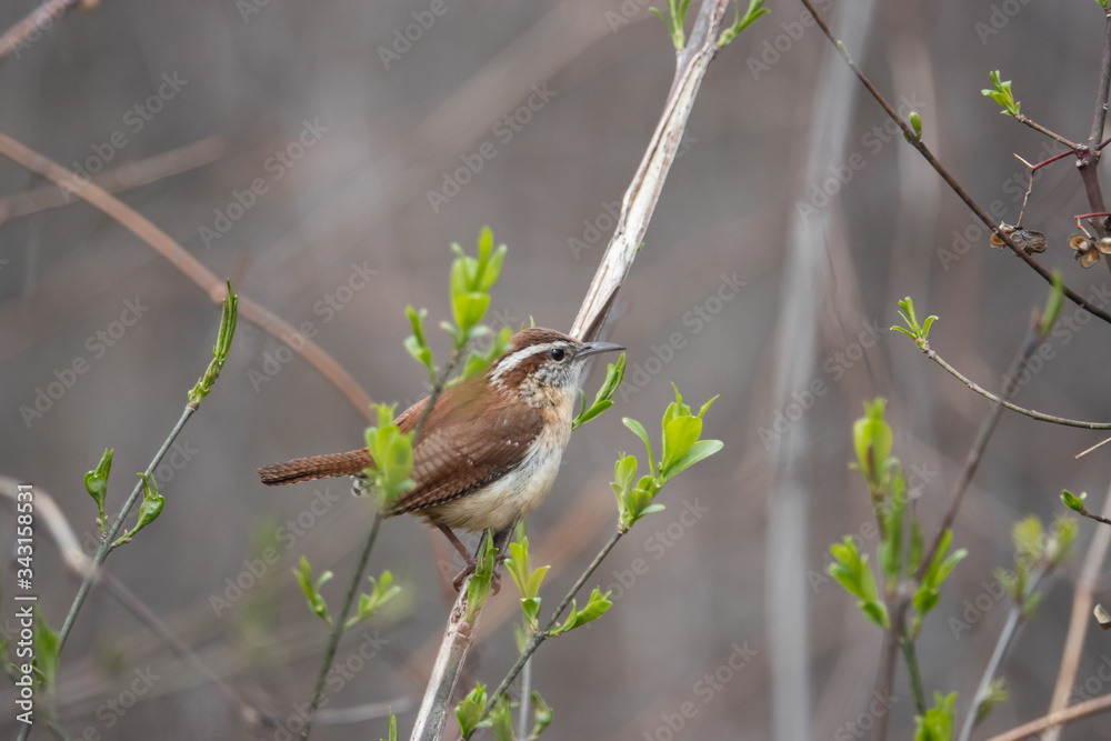 Carolina Wren Perched on Branch in Springtime Carolina Wren Perched on Branch in Springtime