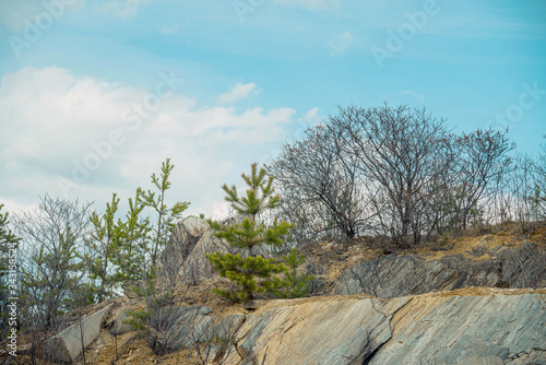 Marble rock and trees 