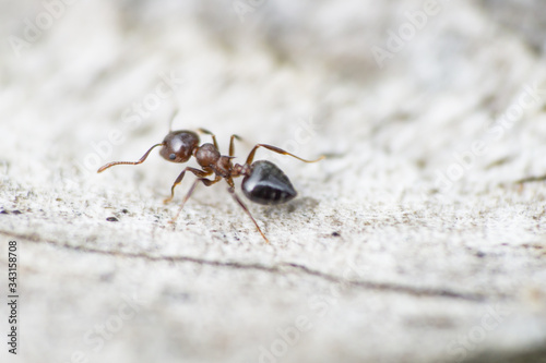 Cocktail Ant in Springtime