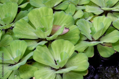 Water Lettuce Common Duckweed, Green Duckweed Plants.  © Sea Studio