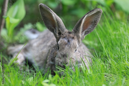 brown hare in the grass © serikbaib