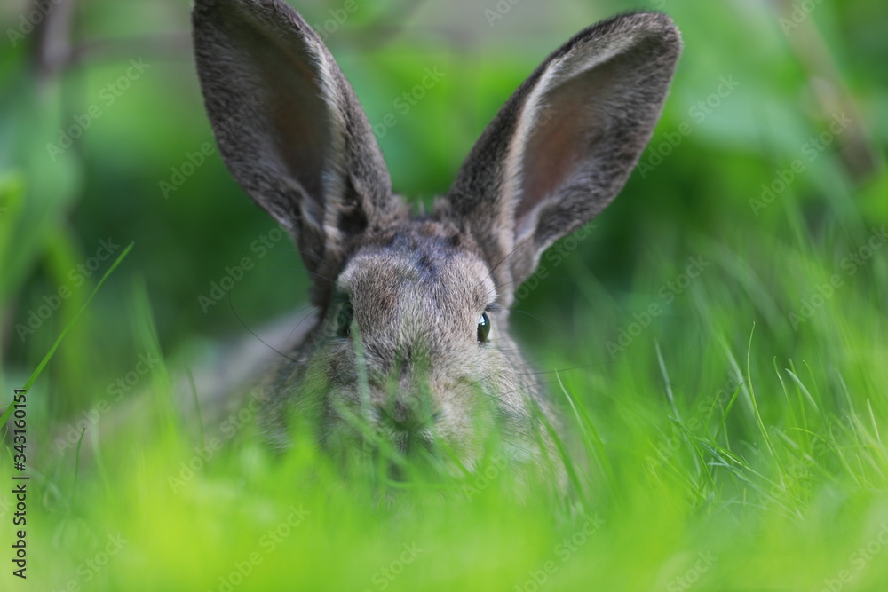 brown hare in the grass brown hare in the grass