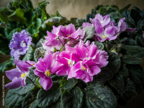 Senpolia, commonly known as the African violet. As a rule, the African violet is a common house houseplant. Violets in a pot