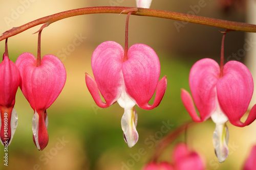 Bleeding heart, weeping hearts, Lamprocapnos spectabilis, ornamental plant, blossom in shape of heart. flowers or lyre flower or Lady-in-a-bath hanging in a line on blur natural background. dicentra photo