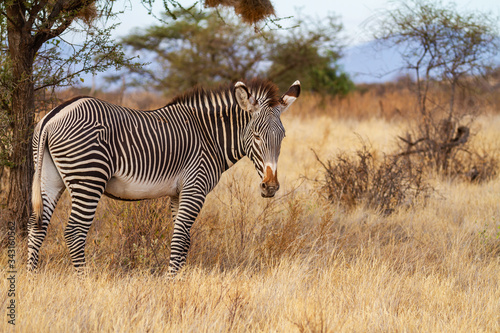 Grevy s Gr  vy s zebra  Equus grevyi  threatened animal with black and white narrow stripes. Samburu National Reserve  Kenya  Africa. Endangered species in African bush. Copy space on right