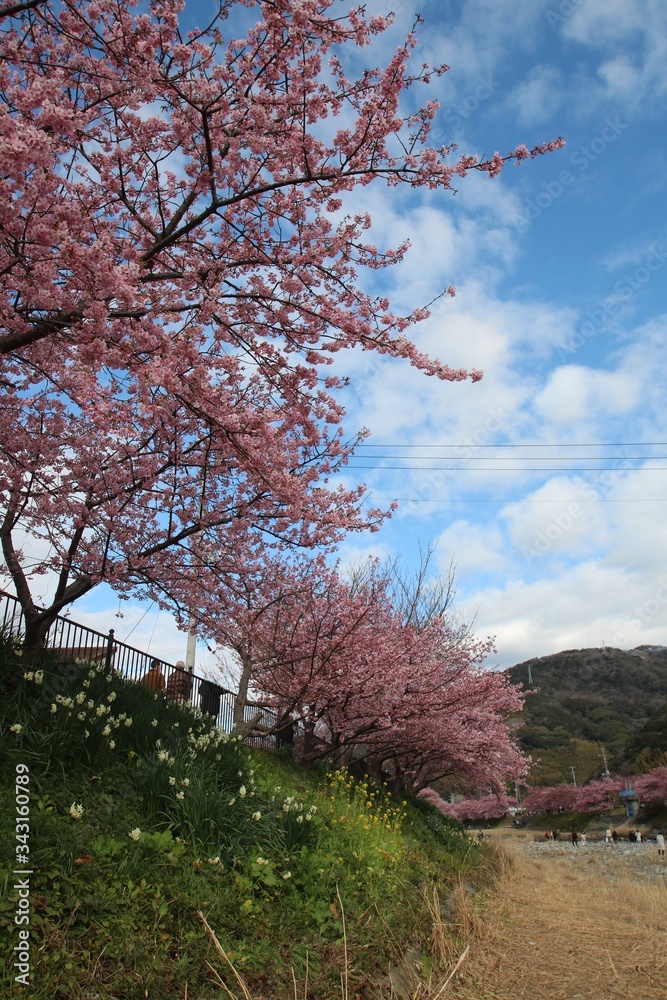 伊豆の河津桜 伊豆の河津桜