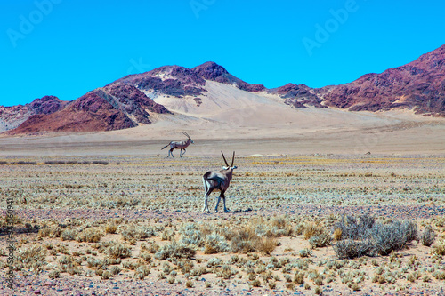 Majestic orange dunes photo