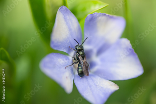 Small Carpenter Bee on Periwinkle Flower in Springtime