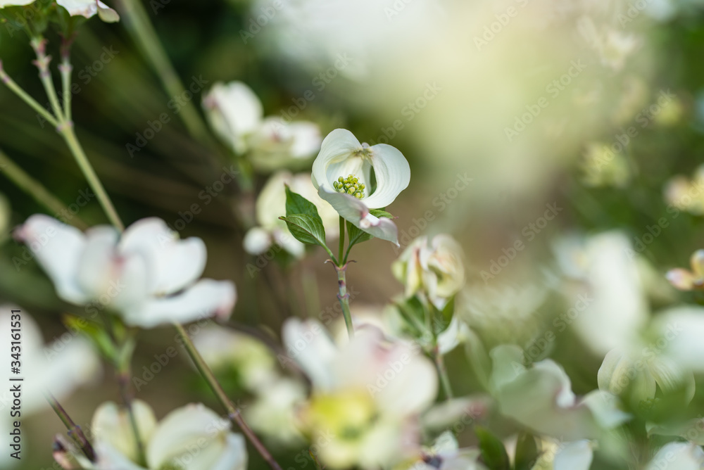 Close up of Flowers of Cornus kousa (also Benthamidia kousa), the Kousa dogwood, small deciduous tree Close up of Flowers of Cornus kousa (also Benthamidia kousa), the Kousa dogwood, small deciduous tree