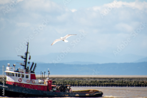 A flying seagull and a boat in the background.    Richmond BC Canada    