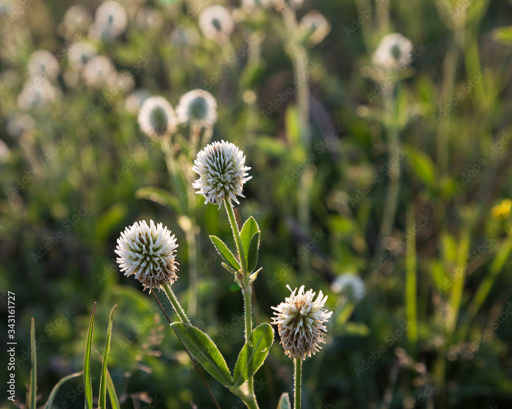 Summer sketch. Flowers on a meadow. Summer sketch. Flowers on a meadow.