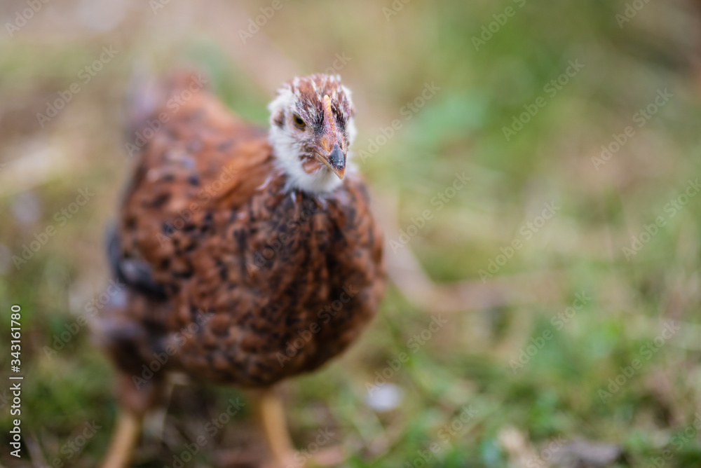Chickens eating grass and walking in the farmyard. Close up with blurred background Chickens eating grass and walking in the farmyard. Close up with blurred background