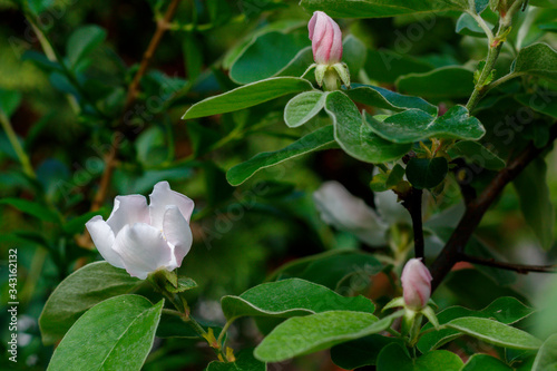 Quince Spring Blossom Close Up