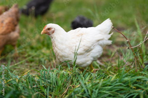 Chickens eating grass and walking in the farmyard. Close up with blurred background