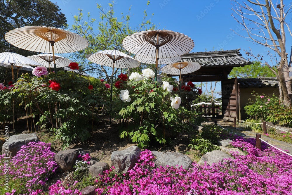 當麻寺の牡丹