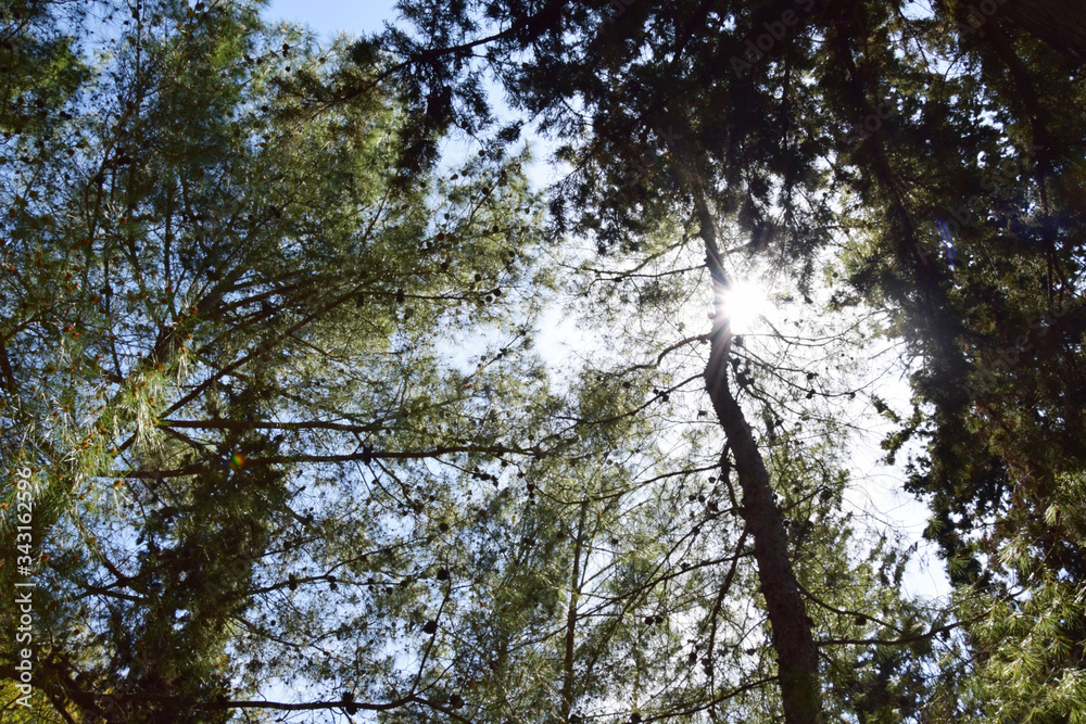 Fototapeta premium trees and sky