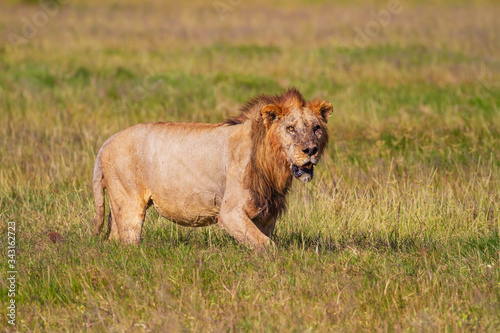 Injured male lion  panthera leo  front face showing bloody eye and wounds from fight. Amboseli National Park  Kenya  Africa. Wildlife on safari vacation. 