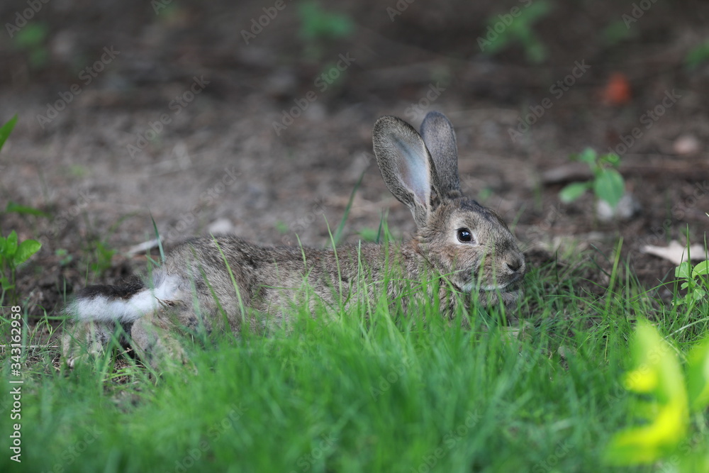 Fototapeta premium brown hare in the grass