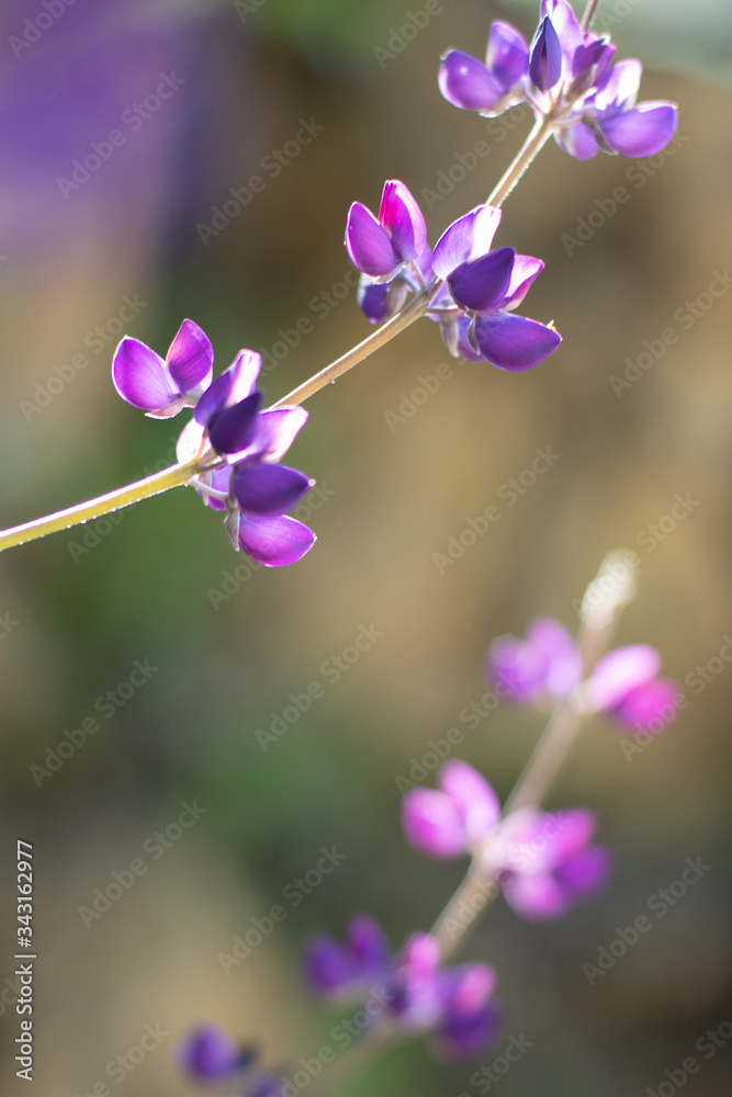 Purple flowers reaching for the sun in early Spring Purple flowers reaching for the sun in early Spring