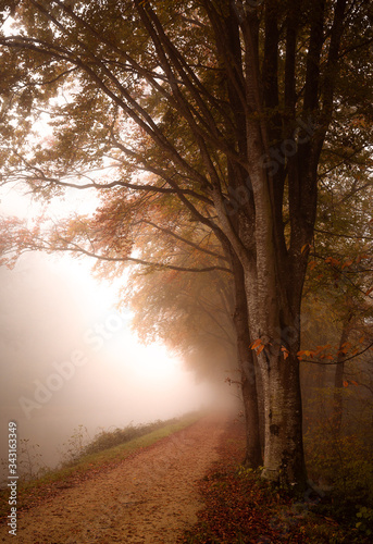 Automne
