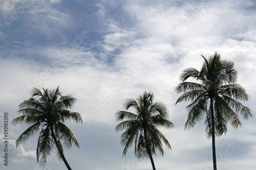 Fototapeta Naklejka Na Ścianę i Meble -  Nature scene uprisen angle of coconut tree with blue sky background at Koh Krt Thailand - summer season  Tropical Plant backdrop and beautiful detail – Nature background