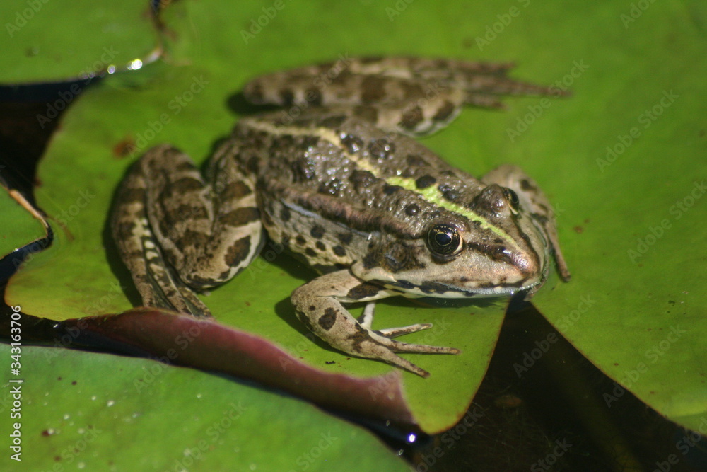 Fototapeta premium Frosch