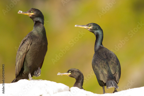 Cormorán  moñudo (Phalacrocorax aristotelis),  posado sobre la roca con fondo verde amarillento. photo