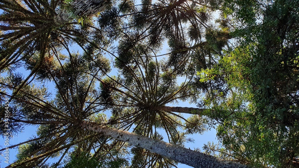 Fototapeta premium Pinheiro