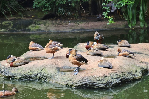 Various exotic ducks (White-faced and Fulvous Whistling ducks and a Cape Shovellor) on a rock in the Birds of Eden free flight sanctuary, located near Plettenberg Bay, South Africa, Africa. photo