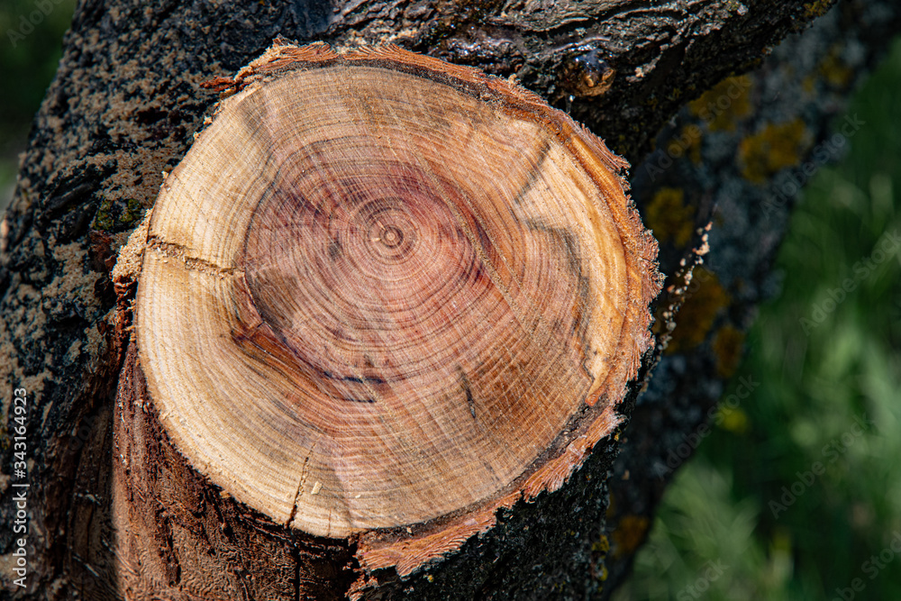 Naklejka premium Round cross section of tree trunk with tree ring pattern and cracks in bark. Rough wooden textures. Hardwood background with copy space