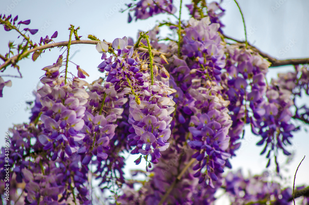 Obraz premium Bright beautiful lilac, purple, blue wisteria flowers on against of green leaves and blue sky. Natural flower backdrop. Summer flowering background. Close-up. Copy space. 