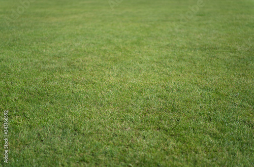 Green grass background. Grass lawn texture. Soccer or golf grass field. Grass land. Grassy turf. Sports pitch