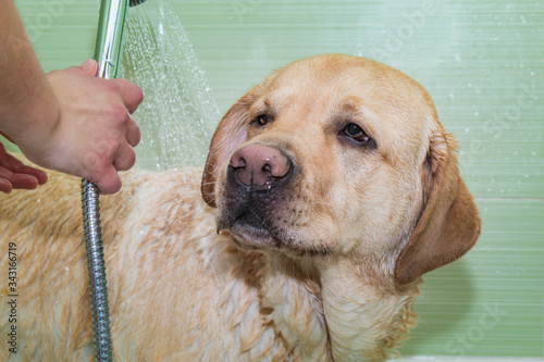 Retrato de un perro Labrador en la bañera y con la alcachofa de la ducha photo