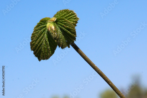 Young leaves of common hazel