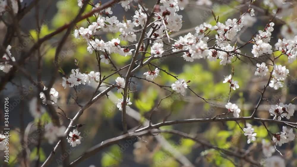 Flowering apricot tree with a strong gusty wind. Flowering apricot tree with a strong gusty wind.