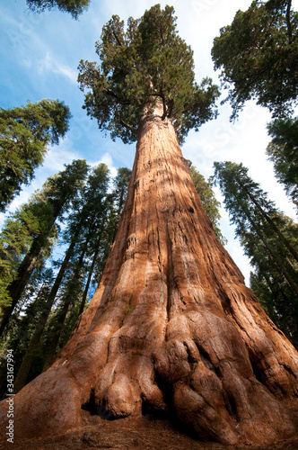 Sequoia Trees at Autumn in Sequoia National Park, California.