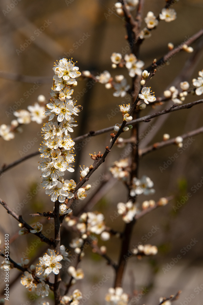 white flowers at a twig of a wild cherry tree white flowers at a twig of a wild cherry tree